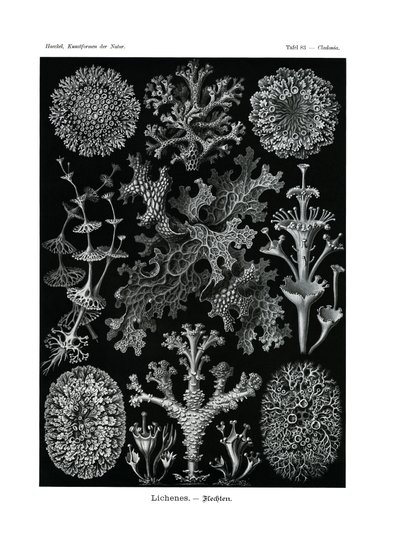 リケネス、1899-1904 作： German School